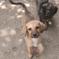Phébus, chien à adopter