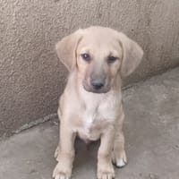 Hatem, chien à adopter