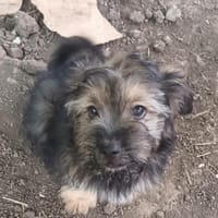 Mochi, chien à adopter