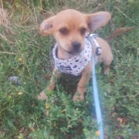 JERRY, chien à adopter