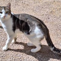 Junger, sozialer Kater Zorro, Kater zur Adoption