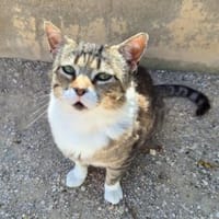 Charaktervoller Kater Tristan, Kater zur Adoption