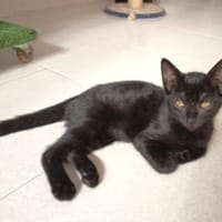 Liebevolles Katzenmädchen Lola, Katze zur Adoption
