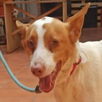 Teddy3 sucht ein Zuhause, Hund zur Adoption