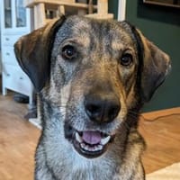 Mary-Kate, geb ca. 08/2021, 53773 Hennef, Hündin zur Adoption