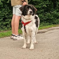 May - liebe Hündin sucht Zuhause, Hündin zur Adoption