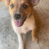 Minka sucht Dich!, Hündin zur Adoption