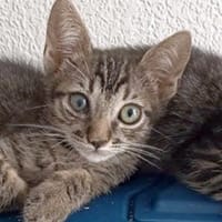 Lebensfroher Katzenjunge Pum, Kater zur Adoption