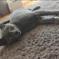Duque und Duquessa, Kater zur Adoption