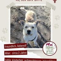Helle Hündin sucht dringend ein zu Hause, Hündin zur Adoption