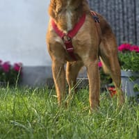Alrik  braune Äuglein voller Sehnsucht, Hund zur Adoption