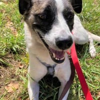 Kasha - die Sehnsuchtsvolle, Hündin zur Adoption