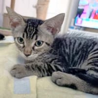 Junger, neugieriger Kater Ciro, Kater zur Adoption