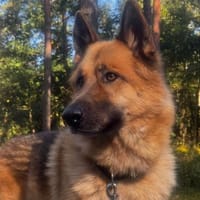 Leo10 sucht ein Zuhause, Hund zur Adoption