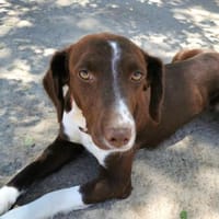 Tayla1 sucht ein Zuhause, Hündin zur Adoption