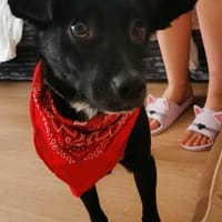 Peanut - einfach zum Verlieben, Hund zur Adoption