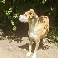 LENI, sanfte, grosse Hündin, Tierschutz, Hündin zur Adoption