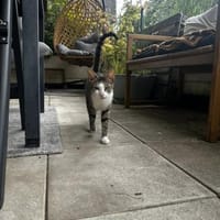 Terra sucht Dich, Katze zur Adoption