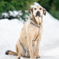 Sanfter Fjodor❤sucht ein warmes Zuhause, Hund zur Adoption
