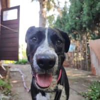 Szofia VA-Zweite Chance gesucht!, Hündin zur Adoption
