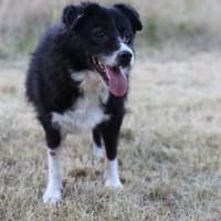 Verschmuste Hündin CLOPOTICA sucht!, Hündin zur Adoption
