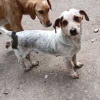 Bescheidene Janka sucht Familie, Hündin zur Adoption