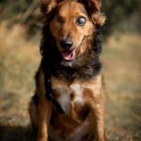 Marinko 💗 wartet in 35444 Biebertal, Hund zur Adoption