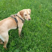 Wer hat ein Zuhause für mich?, Hündin zur Adoption