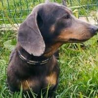 Fiona möchte so gerne ein Zuhause, Hündin zur Adoption