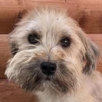 TIKKA-zuckersüße, liebe Hündin, 26 cm, Hündin zur Adoption