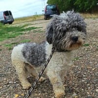 Gizmo möchte nur geliebt werden, Hund zur Adoption