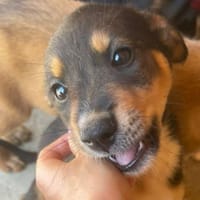 zuckersüße Terra sucht ein Zuhause, Hündin zur Adoption
