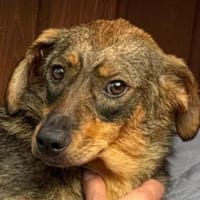 FABIENNE-ruhige, nette Hündin, 53 cm, Hündin zur Adoption