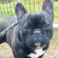 Liebenswerter Dudi sucht euch, Hund zur Adoption