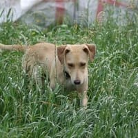 Traumrüde Spiro sucht ein Zuhause, Hund zur Adoption