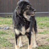 Bagda, liebevoll und sanft, Hund zur Adoption