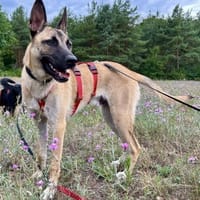 Renzo, aktiv, gelehrig,verträglich, Hund zur Adoption