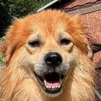 BIFI-sehr menschen bezogener Rüde,45 cm, Hund zur Adoption