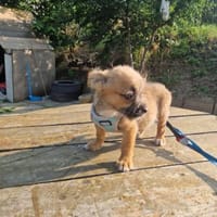 Kleine Ida sucht ein Zuhause ❤, Hündin zur Adoption