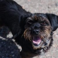 Pofi, freundlicher lieber Kerl, Hund zur Adoption