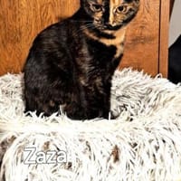 ZAZA - MIMI - EFFIE -, Katze zur Adoption