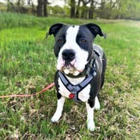 Teto - verschmust&verspielt, Hund zur Adoption