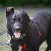 Pepper wartet schon so lange, Hündin zur Adoption