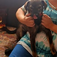 Süße Eli❤ sucht liebevolles Zuhause, Hündin zur Adoption