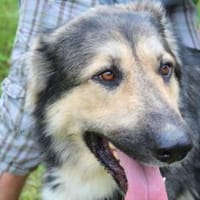 Balu❤derzeit in 49143 Bissendorf, Hund zur Adoption