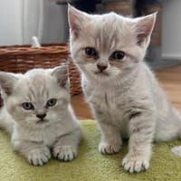 Zuhause gesucht für zwei BKH-Kitten, Katze zur Adoption