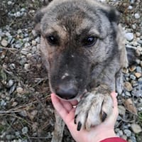 Sina sucht ihre Menschen, Hündin zur Adoption
