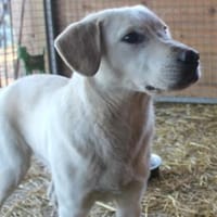 Junger Arni musste an die Kette, Hund zur Adoption