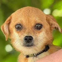 BIENCHEN-selbstbewußte,aktve Hündin,21cm, Hündin zur Adoption