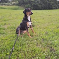 Goldie, Hündin zur Adoption